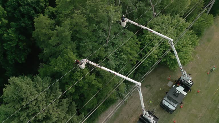 Best Tree Trimming and Pruning  in Orion, IL